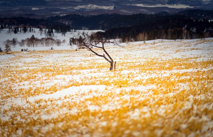 Winter landscape with yellow plants and snow