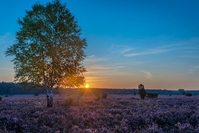 Sunrise over a heather field with a birch tree