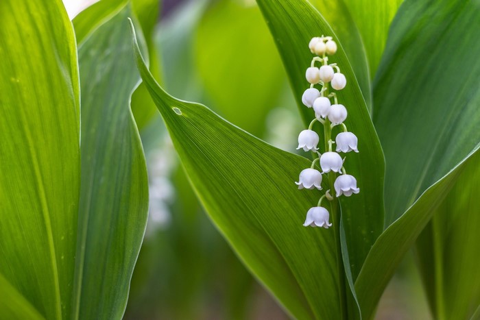 Lily of the valley flowers with green leaves
