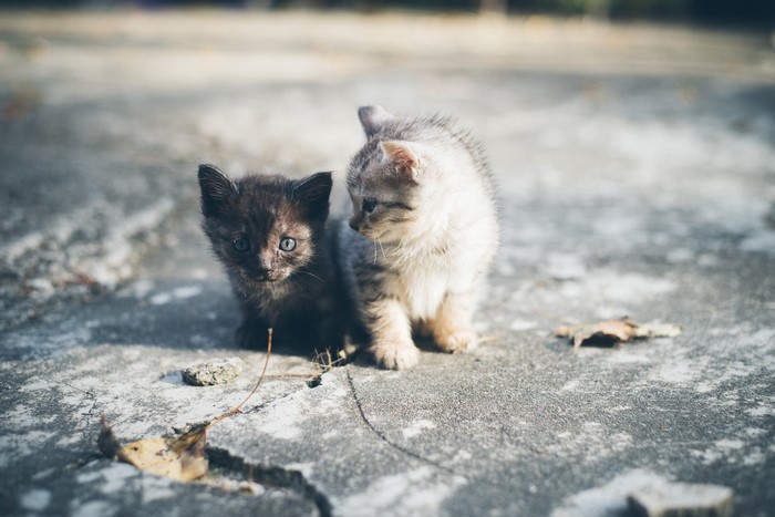 Two kittens sitting on concrete outdoors