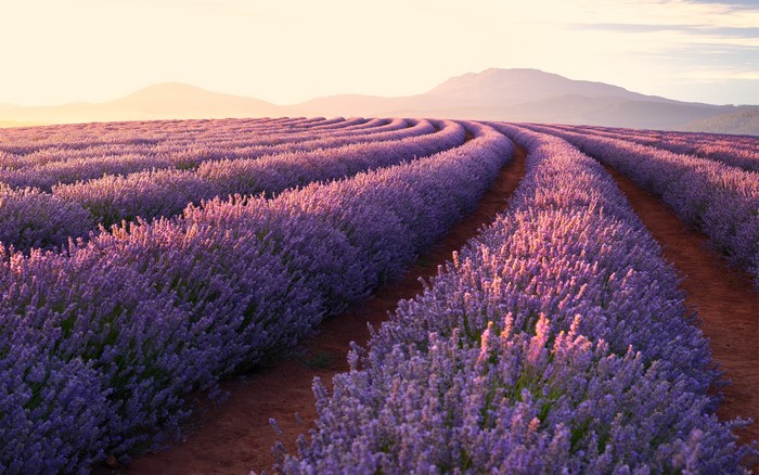 Lavender field at sunset
