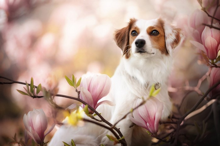 Dog sitting among pink magnolia flowers