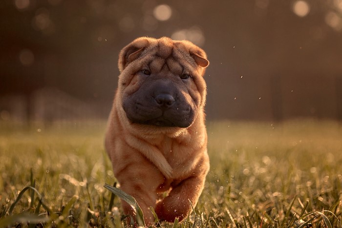 Shar Pei puppy running in grass at sunset