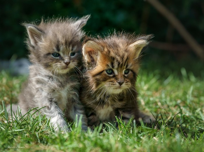 Two fluffy Maine Coon kittens sitting in green grass