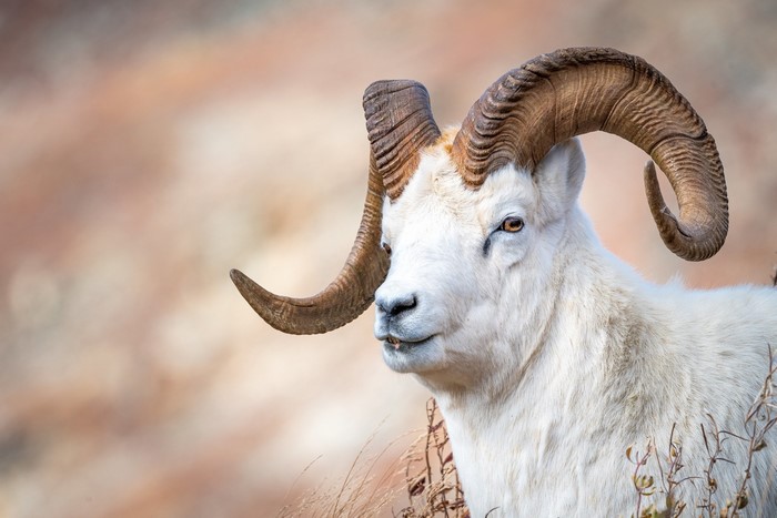 Dall sheep ram with large curved horns
