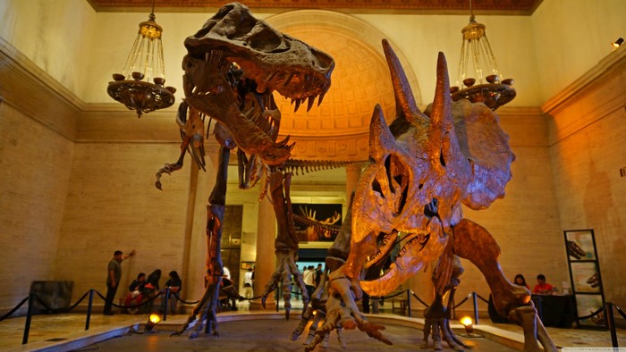 4K Tyrannosaurus Rex and Triceratops Skeletons in Museum