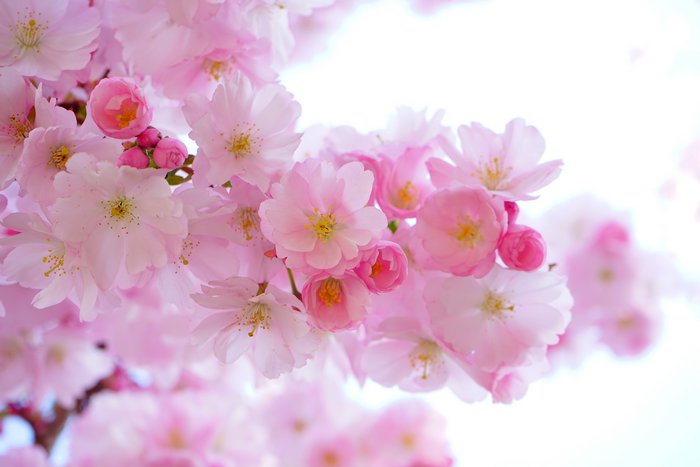 4K Cherry Blossoms