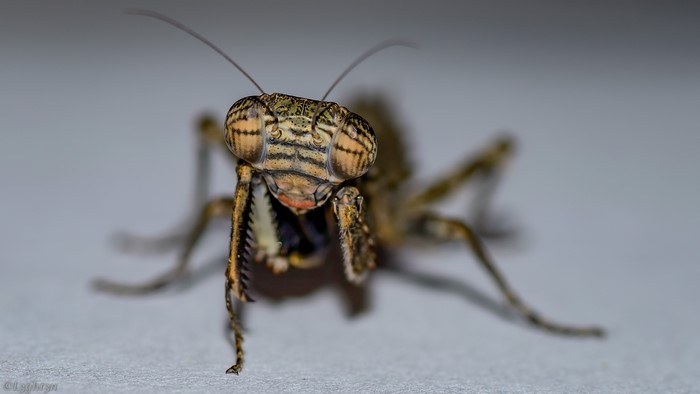 Close-up of a praying mantis head and forelegs