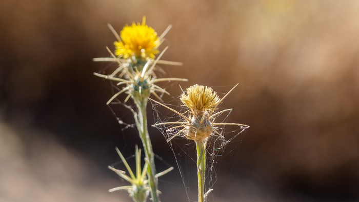 4K spider webs on thistles