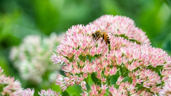 Bee on pink flowers
