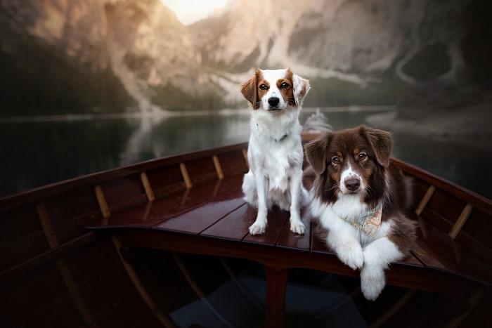Two dogs in a wooden boat on a lake with mountains