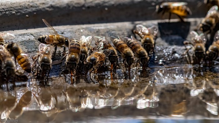 Bees drinking water with reflections