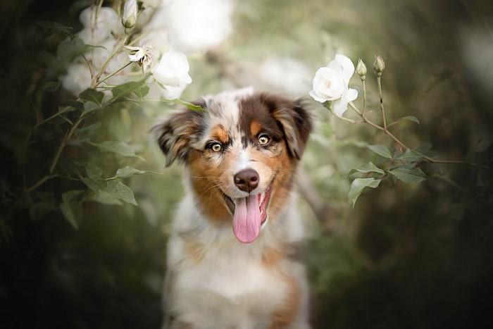 Australian Shepherd dog with tongue out in garden