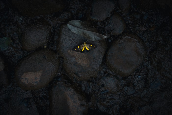 Yellow and black butterfly on wet rocks with fallen leaf