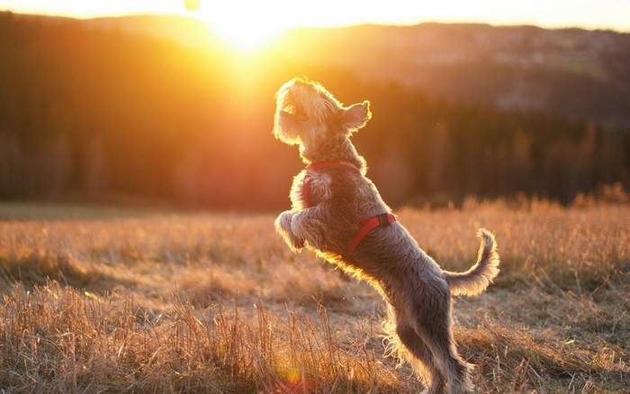 Schnauzer dog jumping at sunset in a field