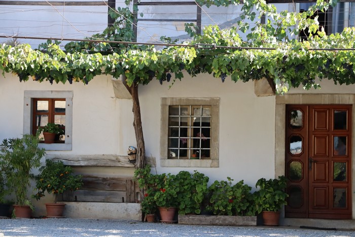 House with grapevine and plants in Slovenia