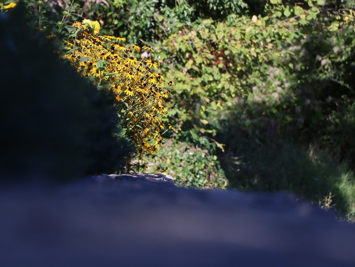 Black-eyed Susans in Tomaj, Slovenia