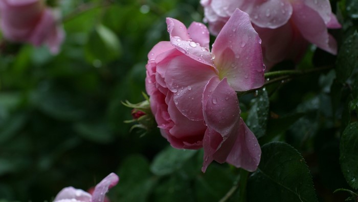 Pink roses with water drops on petals