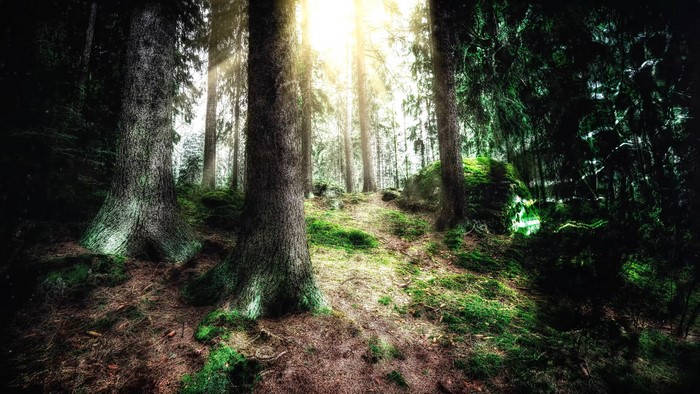 4K Forest with Sunlight