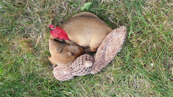 Puppy sleeping on grass with toys