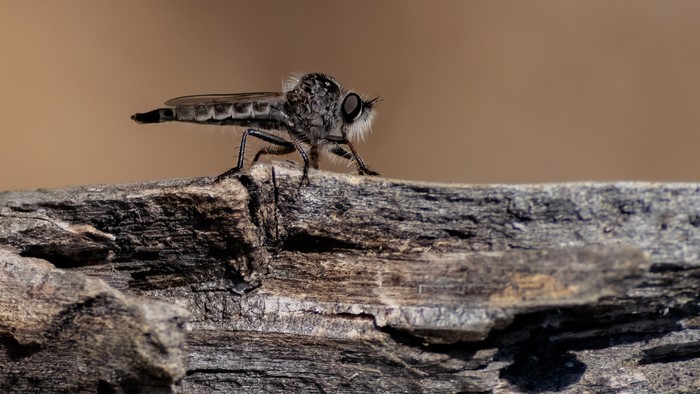 Robber fly on a piece of wood