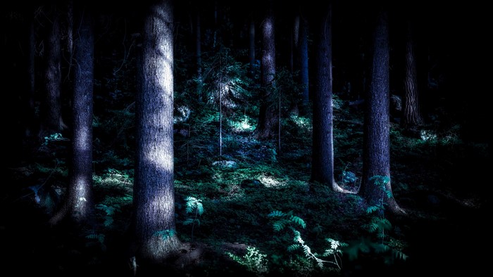 4K Wintersun Finland forest trees