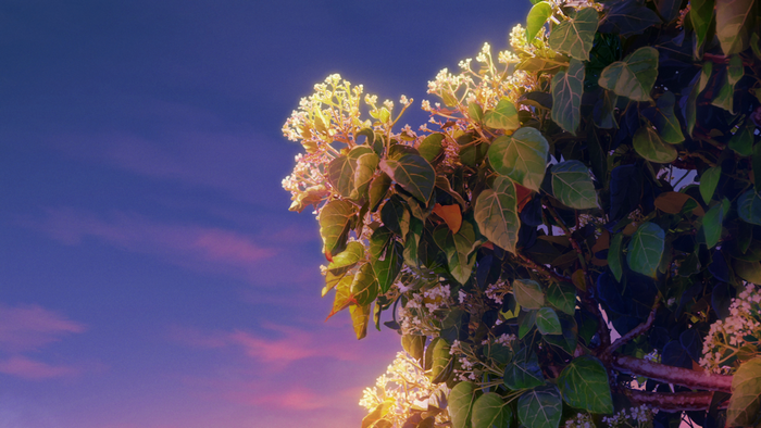 Plants with flowers against a twilight sky