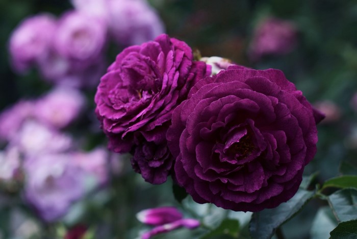Two deep purple roses in bloom