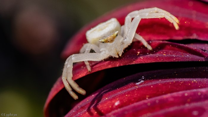 White crab spider on red flower petal