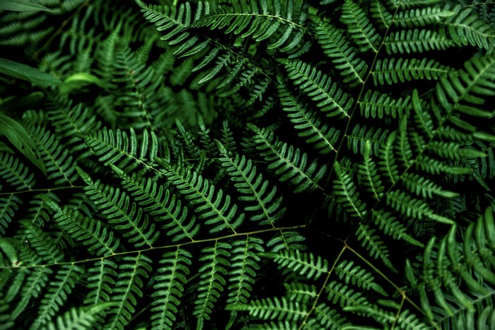 4K Green Fern Leaves