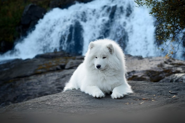 Samoyed dog resting by a waterfall