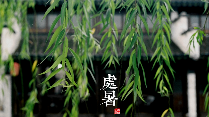 Chinese characters 處暑 on a background of willow leaves