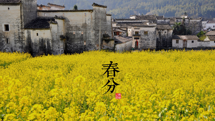 Spring Equinox in a Chinese Village with Rapeseed Flowers