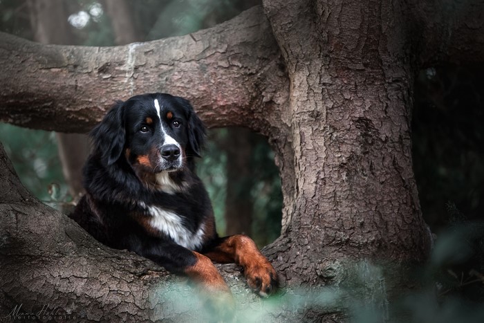 Bernese Mountain Dog resting on a tree branch