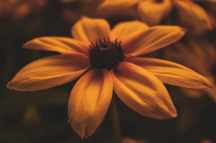 Yellow flowers in bloom