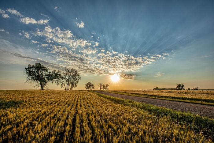 Wheat field at sunset with trees and clouds