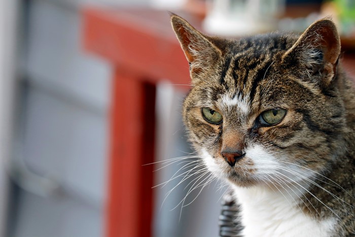 Close-up of a tabby cat's face