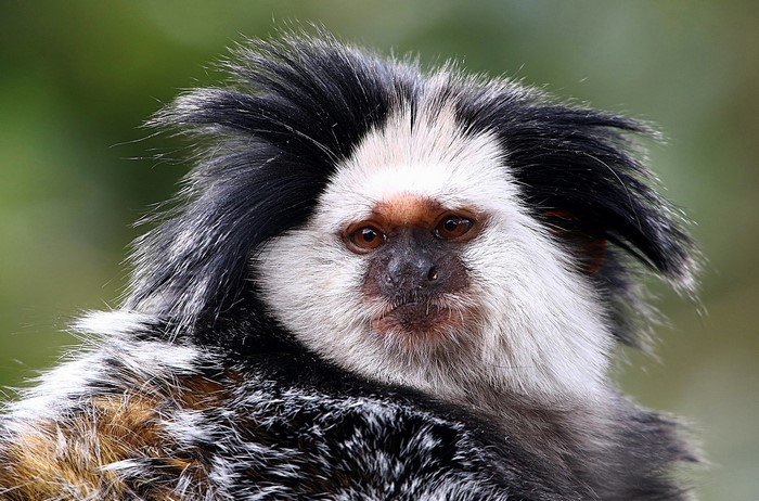 Close-up of a white-headed capuchin monkey