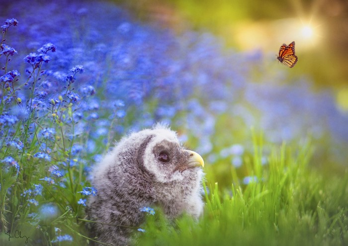 Baby owl in blue flowers with butterfly