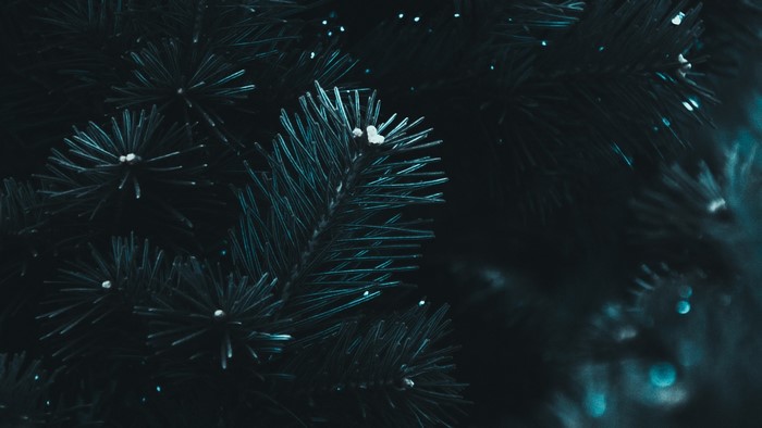Close-up of pine tree needles
