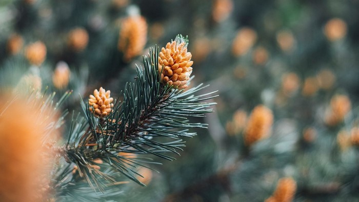 Pine cones on a pine tree branch