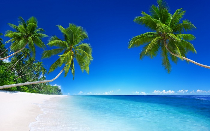 Tropical beach with palm trees and clear blue ocean