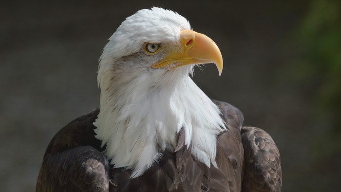 Bald eagle bird of prey
