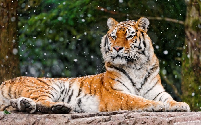 Tiger lying down in the snow