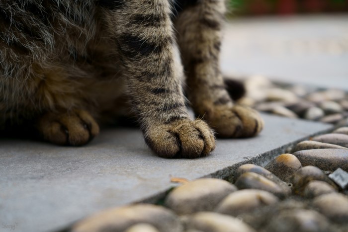Close-up of a cat's paws on stone path