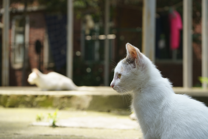 Two white cats outdoors