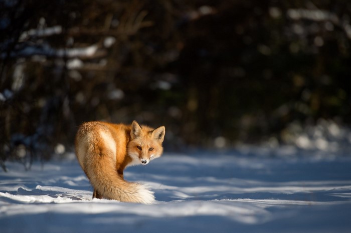 Red fox in the snow