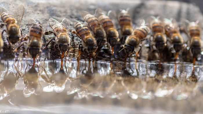 Macro photography of bees drinking water