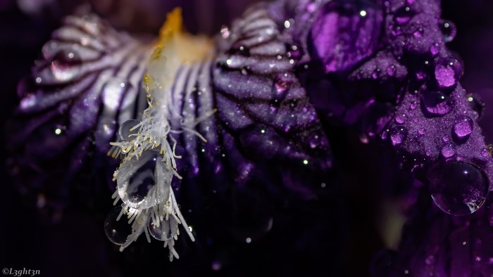 Macro photography of a purple flower with water droplets