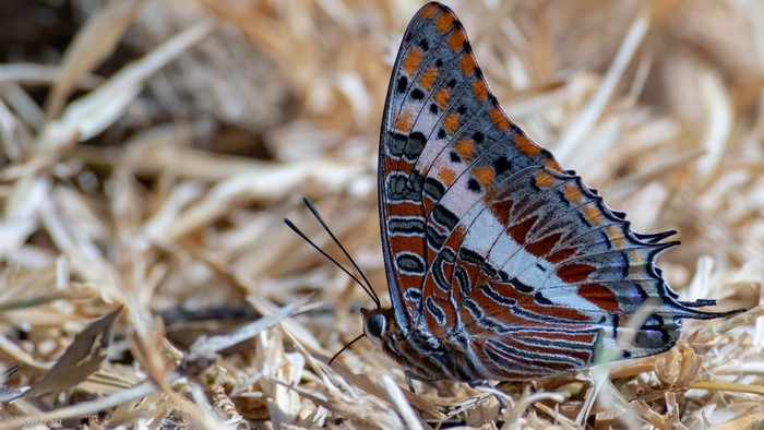 4K Macro of a Two-Tailed Pasha Butterfly